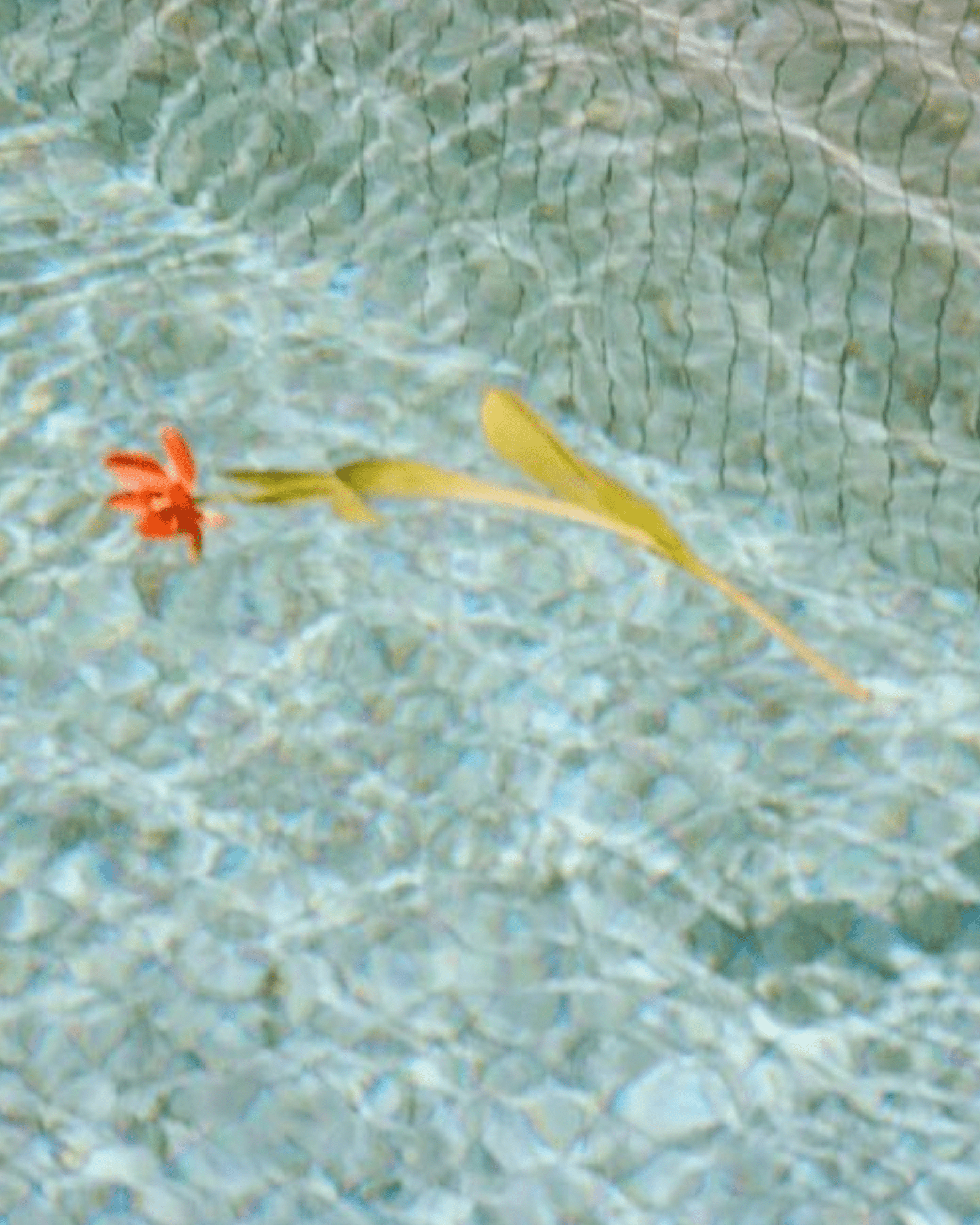 Final Sale - The Lullaby Club